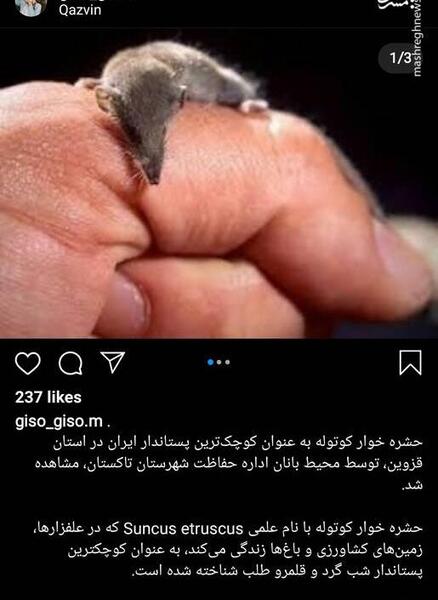 عکس شبگرد
