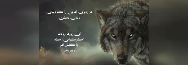 عکس نوشته گرگ