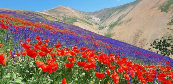 عکس گل طبیعت