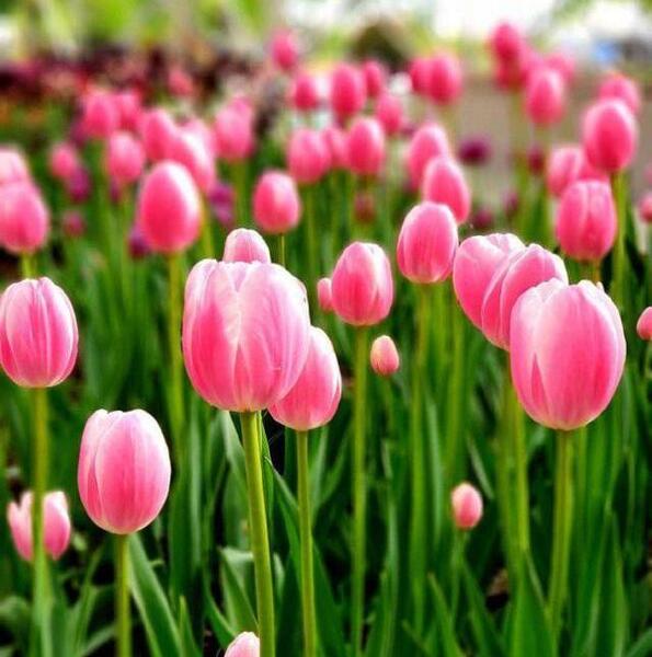 عکس تصاویر گل لاله تکی