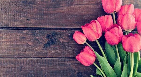 عکس تصاویر گل لاله تکی