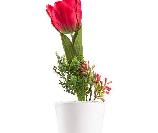 عکس تصاویر گل لاله تکی