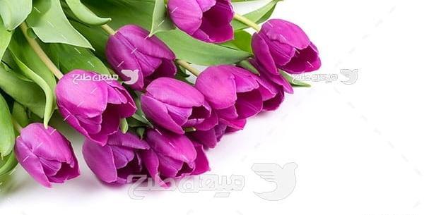 عکس تصاویر گل لاله تکی