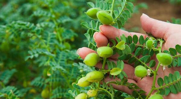 عکس نخود آبگوشتی