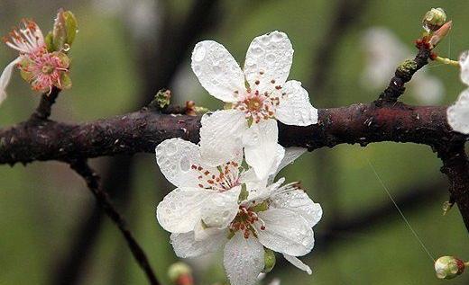 عکس شکوفه روی درخت