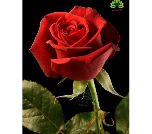عکس گل رز آتشی