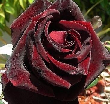 عکس گل رز آتشی