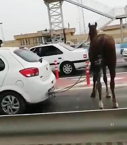 عکس ضرب المثل موش