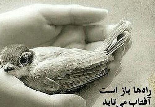 عکس پروفایل طبیعت پرنده
