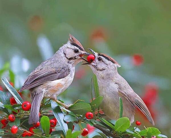 عکس پروفایل طبیعت پرنده