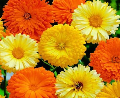 عکس های همیشه بهار