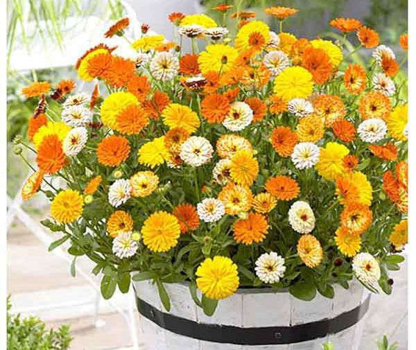 عکس های همیشه بهار