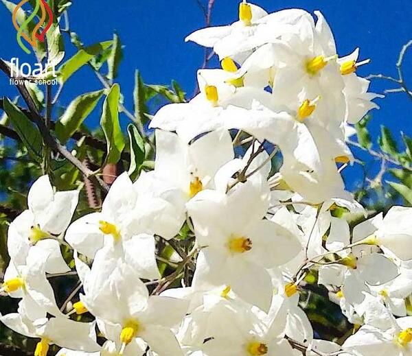 عکس سفید که دورش گل باشد