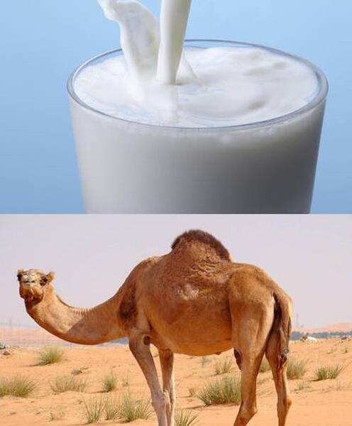 عکس شیر شتر