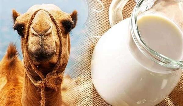 عکس شیر شتر