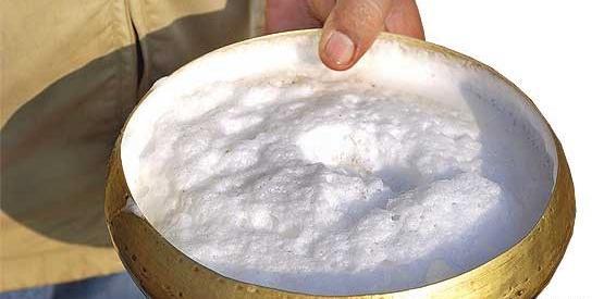 عکس شیر شتر