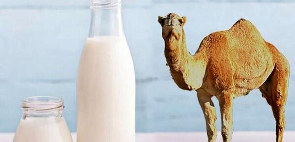 عکس شیر شتر