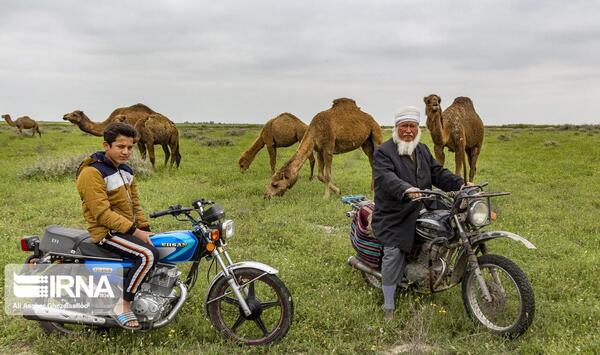 عکس شیر شتر