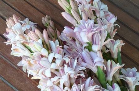 عکس گل مریم در برف پاک