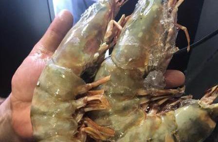 عکس غذای لابستر