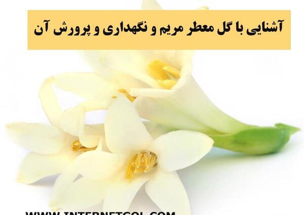 عکس کاشت گل مریم