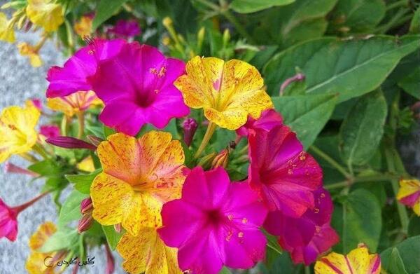 عکس جوانه زدن گل لاله عباسی