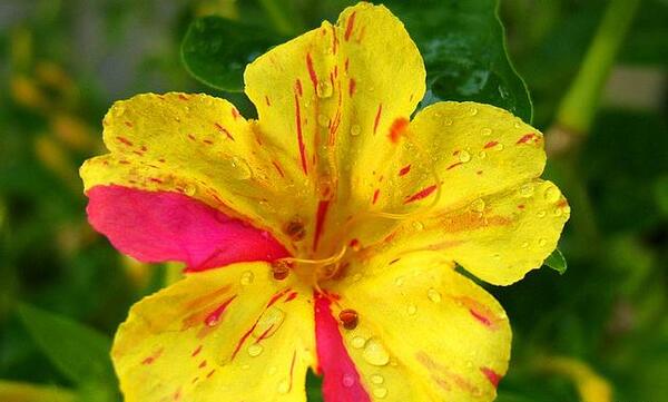 عکس جوانه زدن گل لاله عباسی