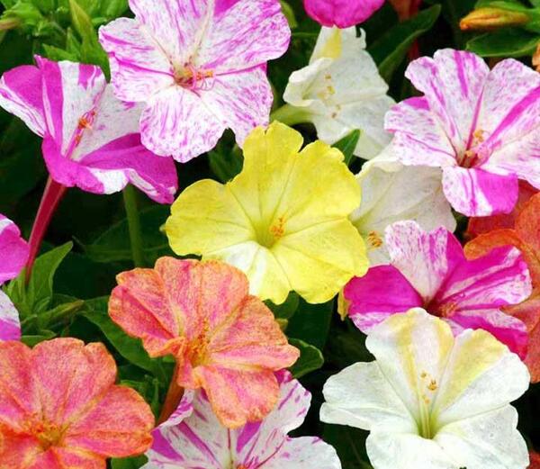 عکس جوانه زدن گل لاله عباسی