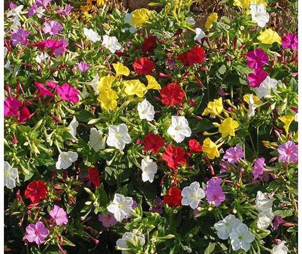 عکس جوانه زدن گل لاله عباسی