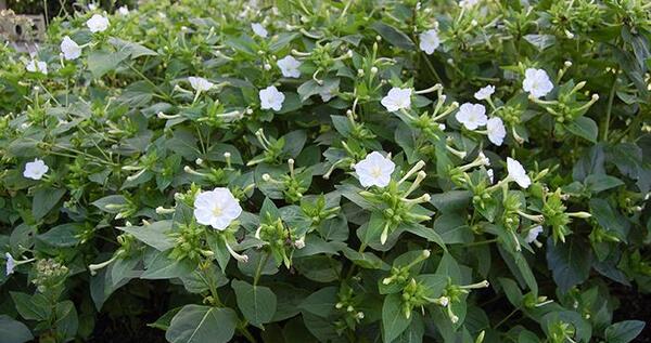عکس جوانه زدن گل لاله عباسی
