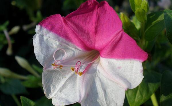 عکس جوانه زدن گل لاله عباسی