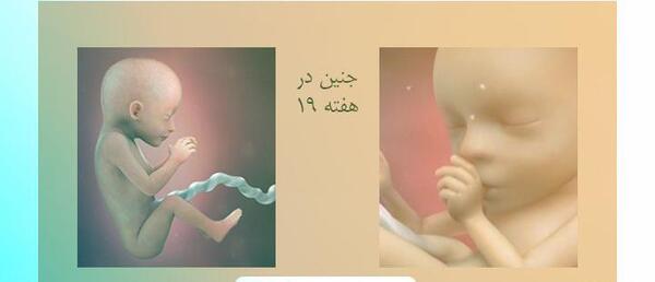 عکس جنین پسر نوزده هفته