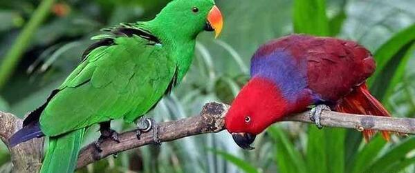 عکس طوطی حرف زن