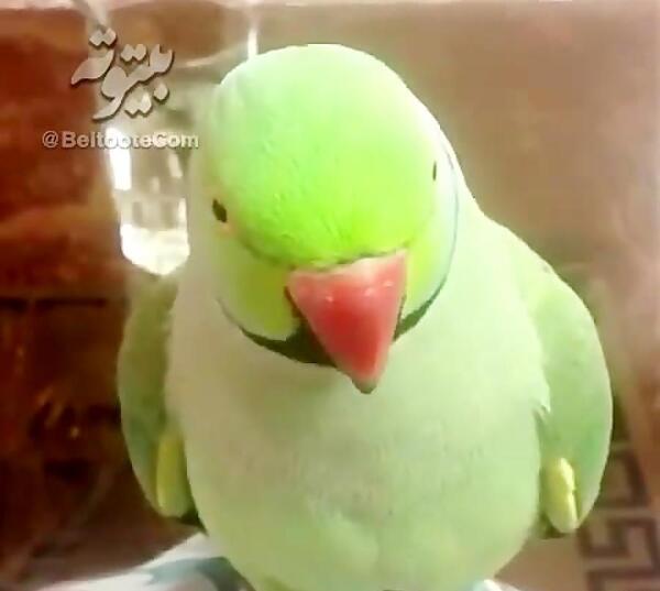 عکس طوطی حرف زن