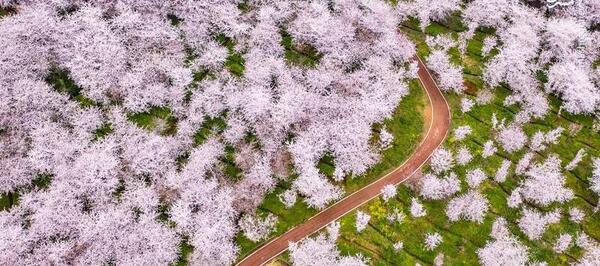 عکس بهار کرونایی