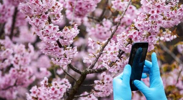عکس بهار کرونایی