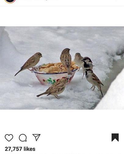 عکس غذا دادن به حیوانات