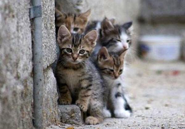 عکس غذا دادن به حیوانات