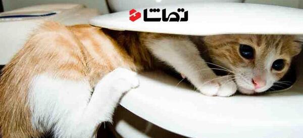 عکس خنده دار گربه ها