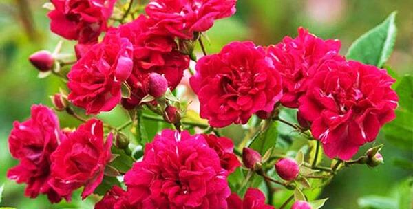 عکس گل ساناز قرمز