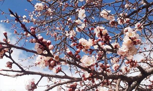 عکس شکوفه رضایی
