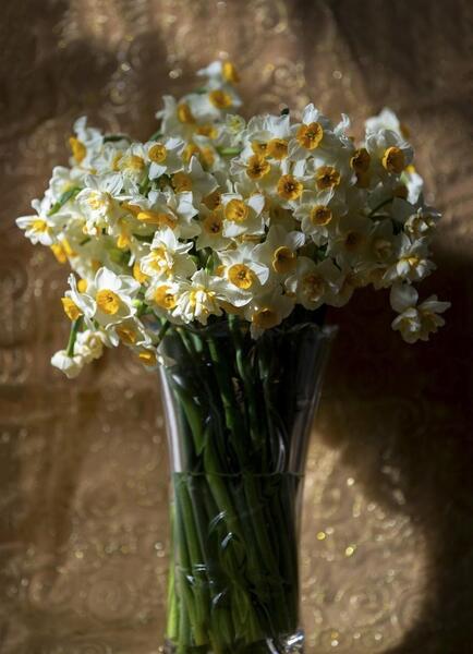 عکس گل نرگس طبیعی