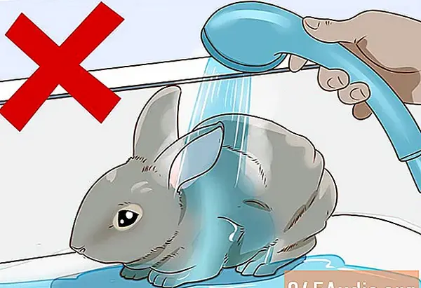 عکس خرگوش آنگورا