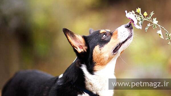 عکس حیوانات برای صفحه گوشی