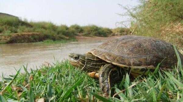 عکس لاک پشت رودخانه ای