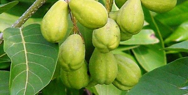 عکس حریره سیاه
