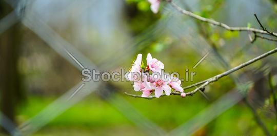 عکس شکوفه سبز