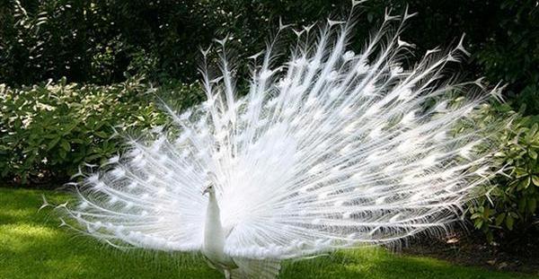 عکس طاووس خوشگل