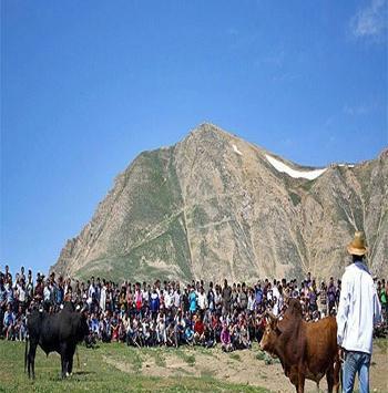 عکس گاو جونکا
