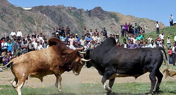 عکس گاو جونکا